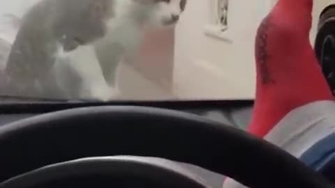 Funny cute cat, dog and their react