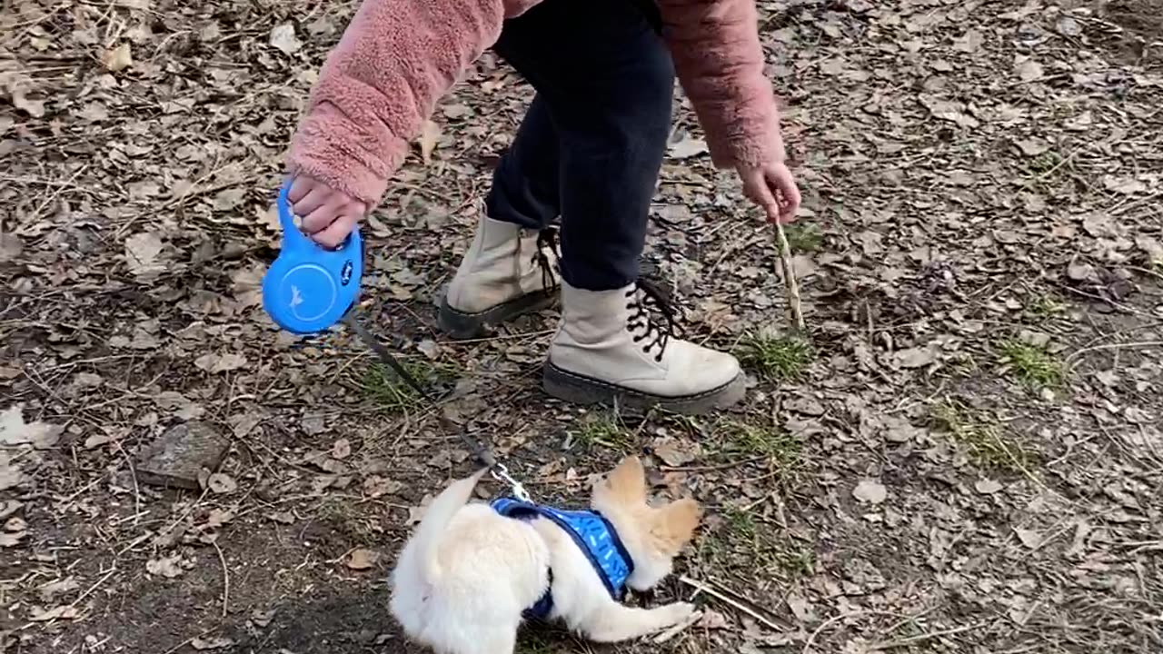 Picasso's first walk 👌🐶