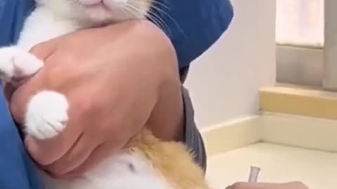 Laughing Paws: Hilarious Moments from the Veterinary Clinic