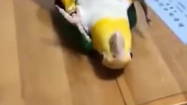 Parrot Whistle Training