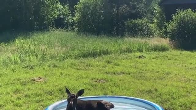 Moose pool party