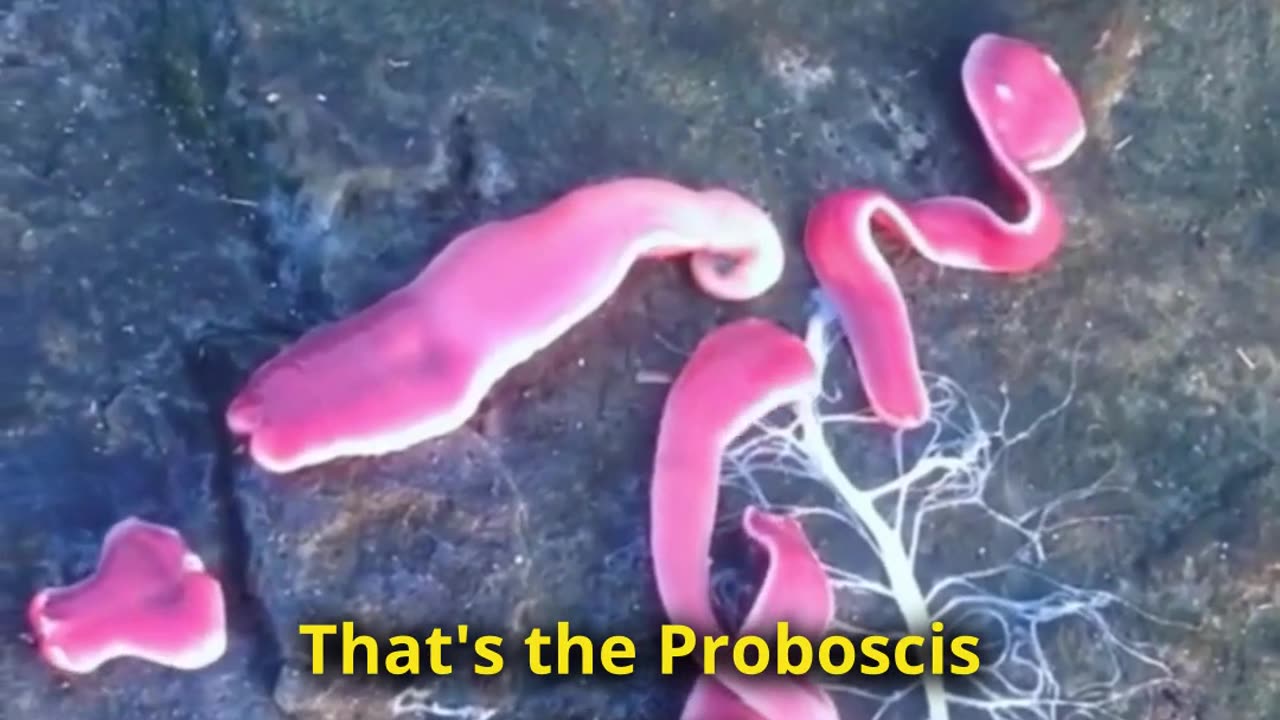 A Worm From Horror Movies - Meet Proboscis Worm