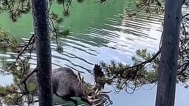 I will remember this moose for the rest of my life