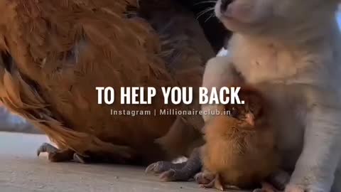 Dog's Kindness 🤗