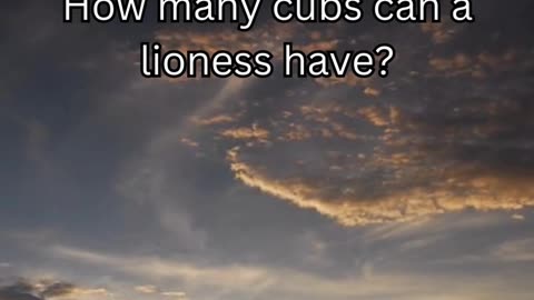 Lion fact 9 - How many cubs can a lioness have?