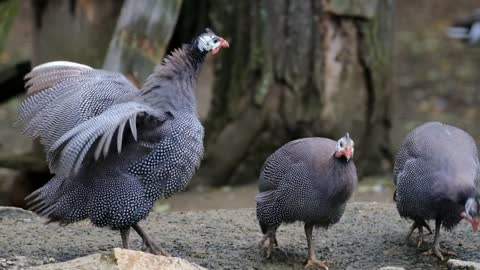 Guinea Fowl Galliformes Bird Poultry Animal