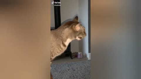 funny CAT TIK TOK #1