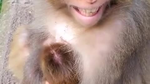 monkey funny