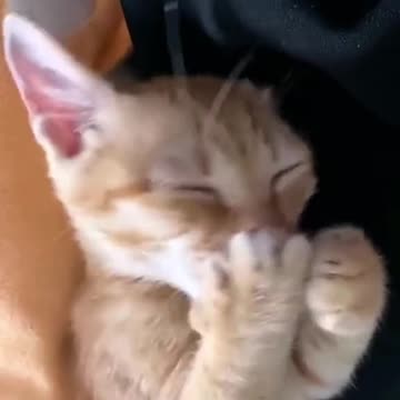 Funny Animal | This is very true. LOL