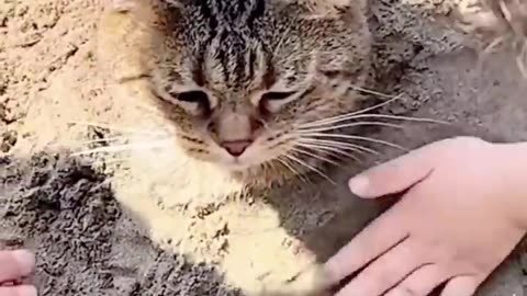 😹Daily Life Of Cats Is A Comedy🧡 _ Funny Cats Viral Videos🥰 _ Animals LOL Moments #funnycats #shorts