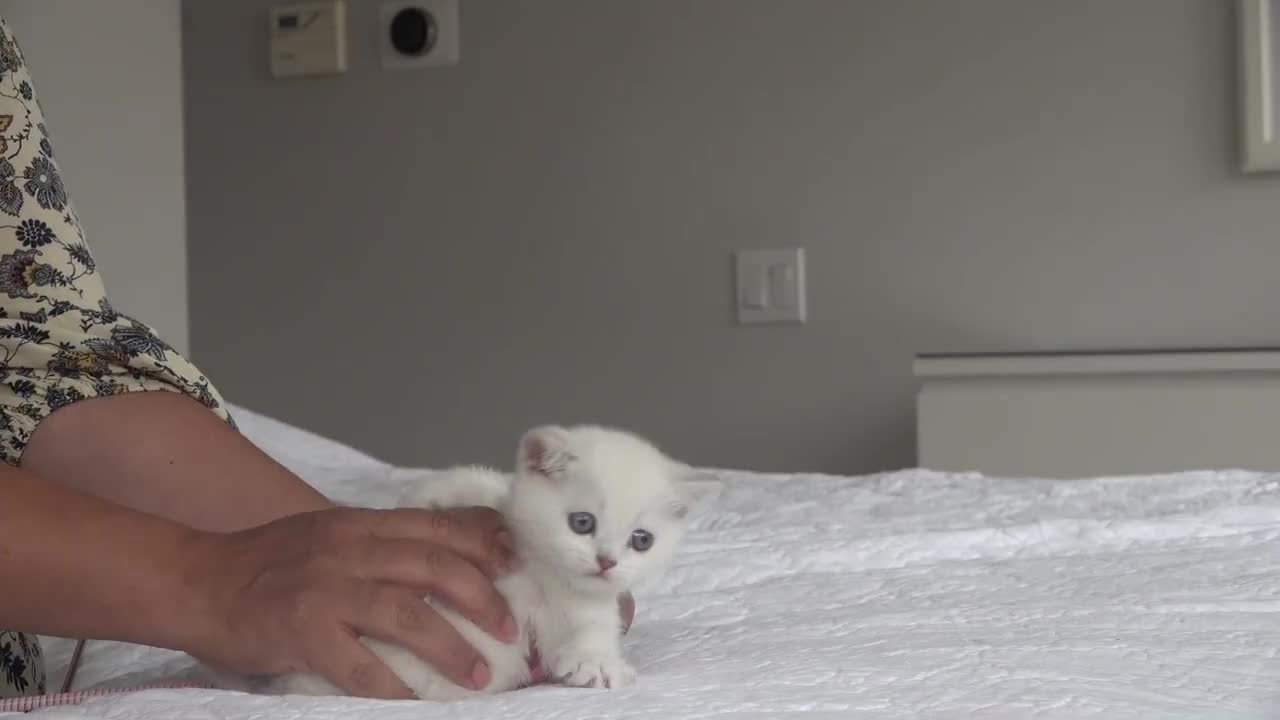 White Chubby British Shorthair Cat You Wish To Cuddle