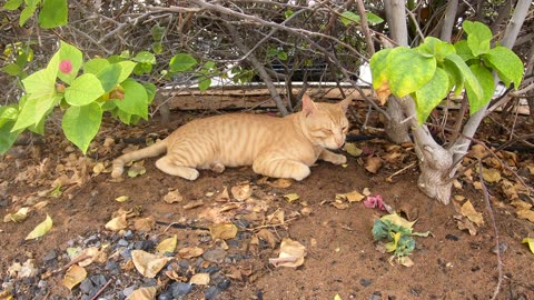 ED SHEERAN - Homeless cat in Ras Al Khaimah, UAE #cat #cats #EdSheeran #emirates #rak #ae #UAE #food