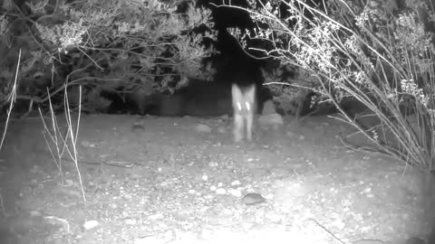 Fox Runs Off With Cameras