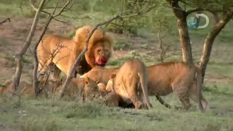 Maasai stealing meat from lions in broad daylight