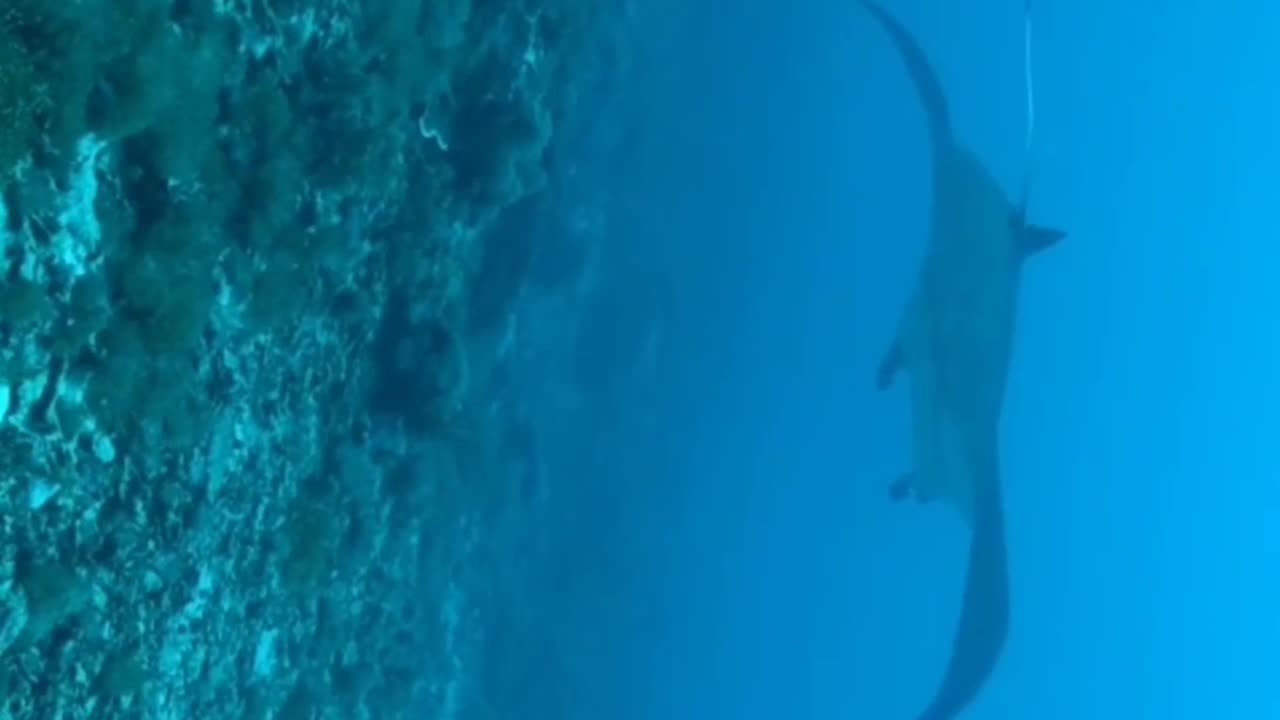 Scuba diver finds herself in the path of incoming gaint Manta Rays