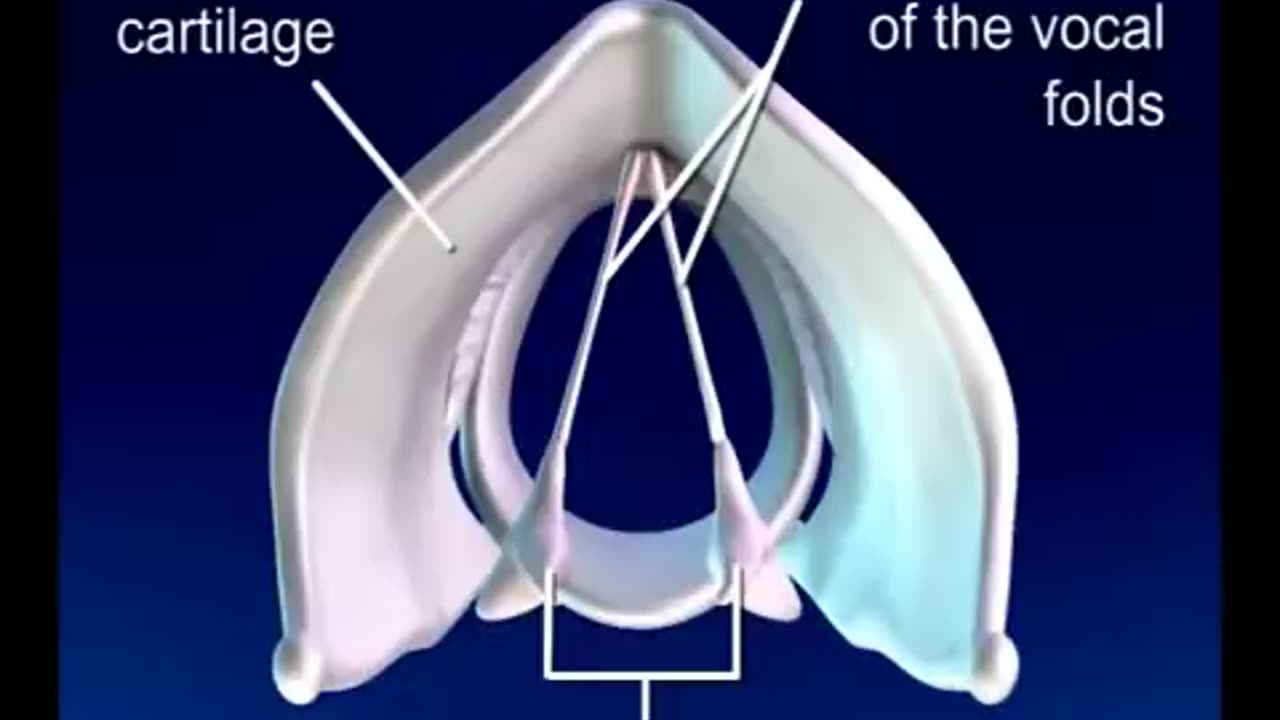 How the Singing Voice Works _ Robert Lunte _ The Vocalist Studio _ Vocal Lessons