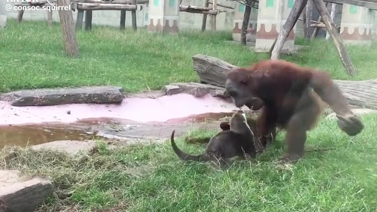 Funny chimpanzee