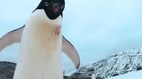 Funny penguin