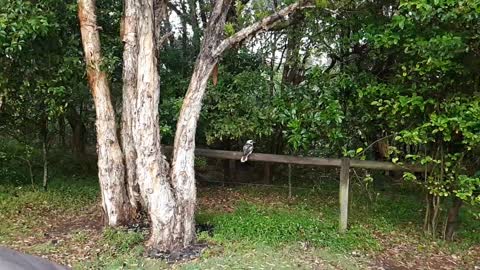 Kookaburra in Slow Motion