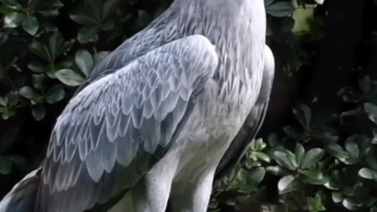 Shoebill Stork - The alien