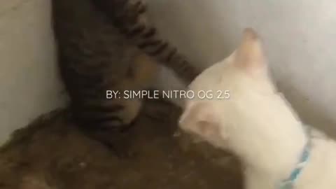 Cat fighting