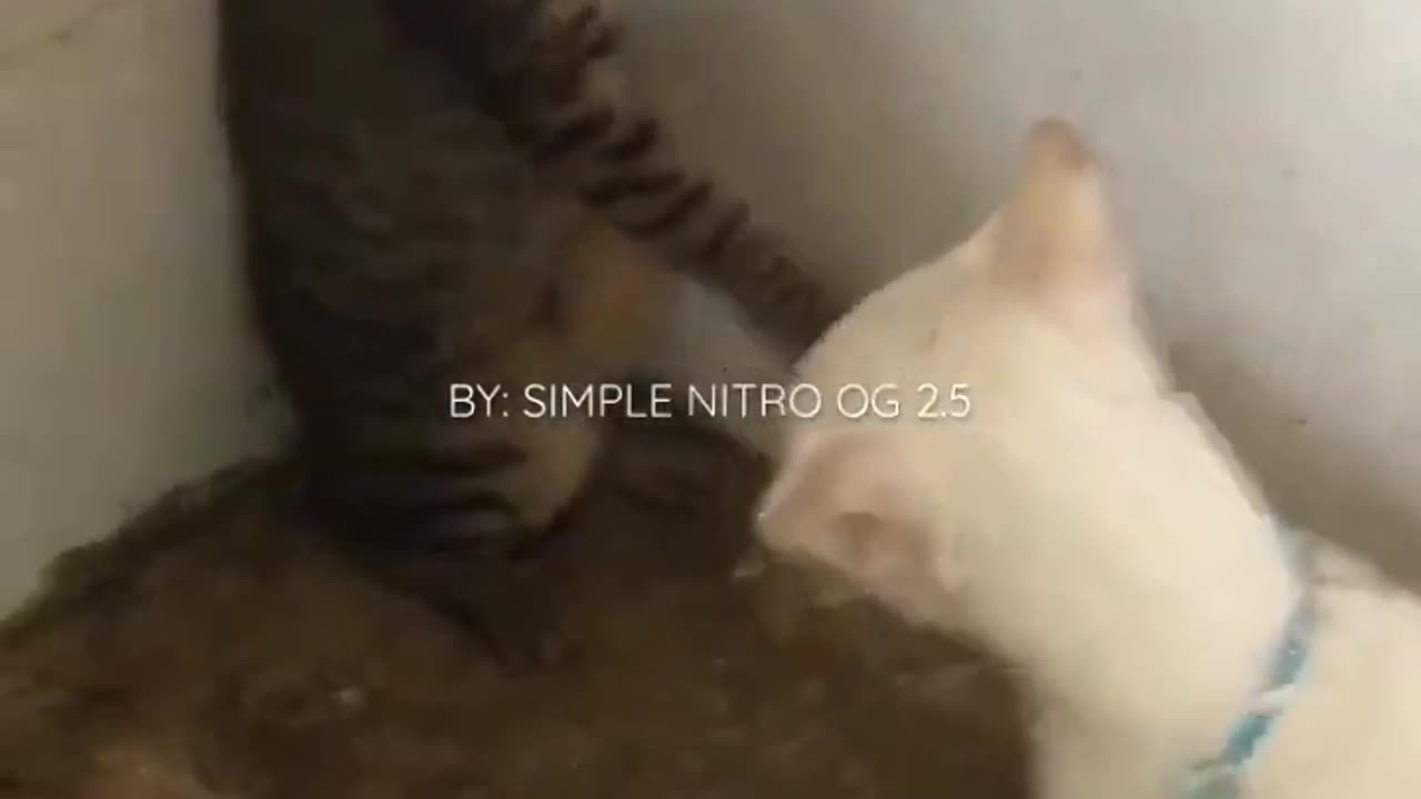Cat fighting