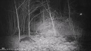 Backyard Trail Cam - Racoon