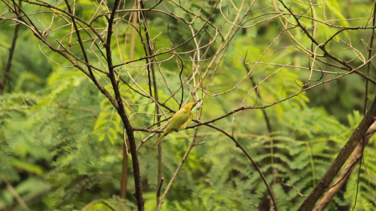 beautiful ASIAN GREEN BEE EATER bird @ Pune, India