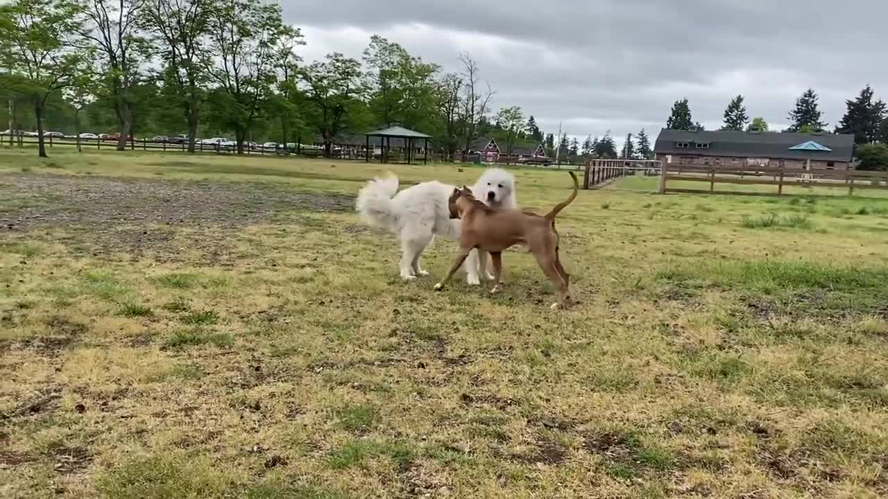 German Shepard Attacks a Pitbull