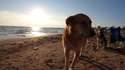 The owner brought the dog to the beach to walk