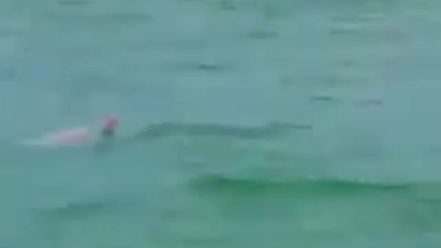 The return of the Rare pink Dolphins (Rare Pink Dolphins),near miami beach