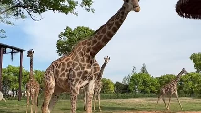 The first stop is the giraffes