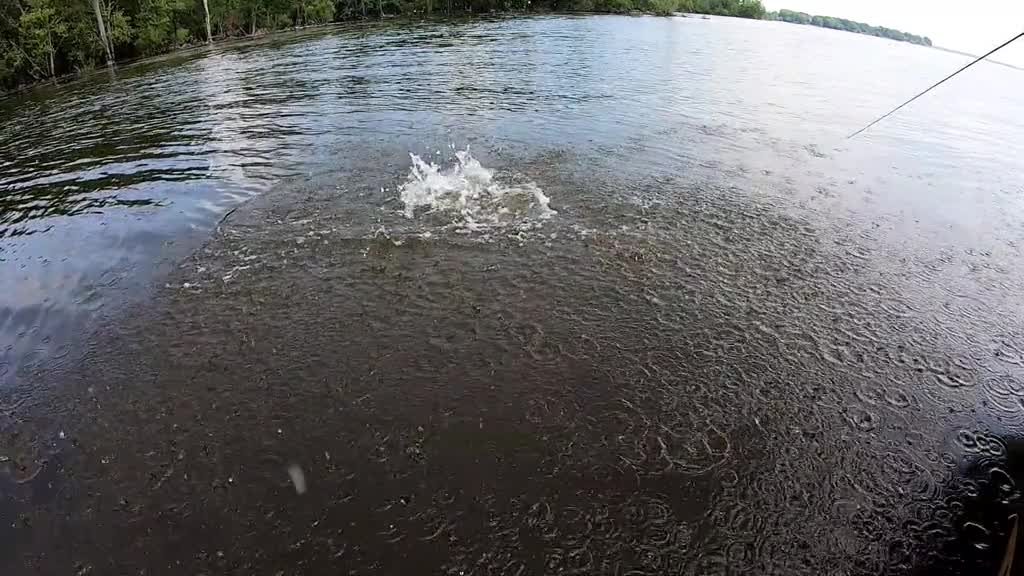 Crazy Airborn Fish In Slow Motion