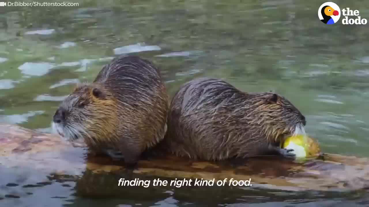 Chunky Orphaned Beaver Bonds With His Girlfriend Over Food | The Dodo