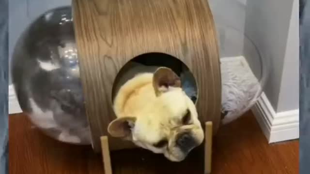 Funniest Cats And Dogs Videos 😅 - Best Funny Animal Videos 2022