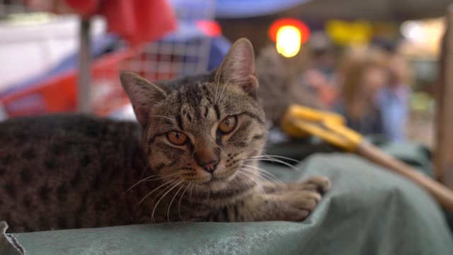 Cat Hissing at Camera