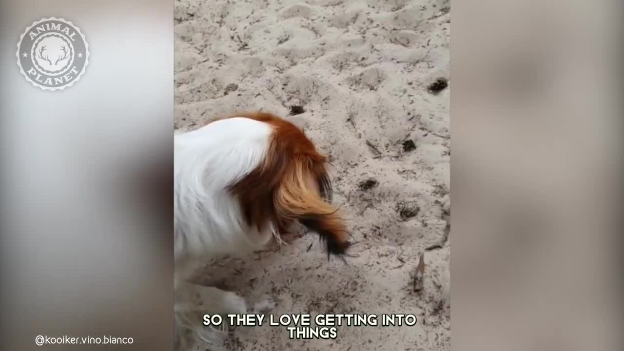 Nederlandse Kooikerhondje - In 1 Minute! ?? One Of The Rarest Dog Breeds In The World