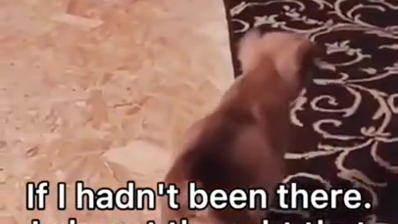 #71 - Adorable and Hilarious Animals