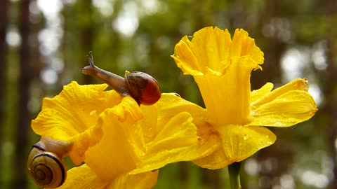 snails 6
