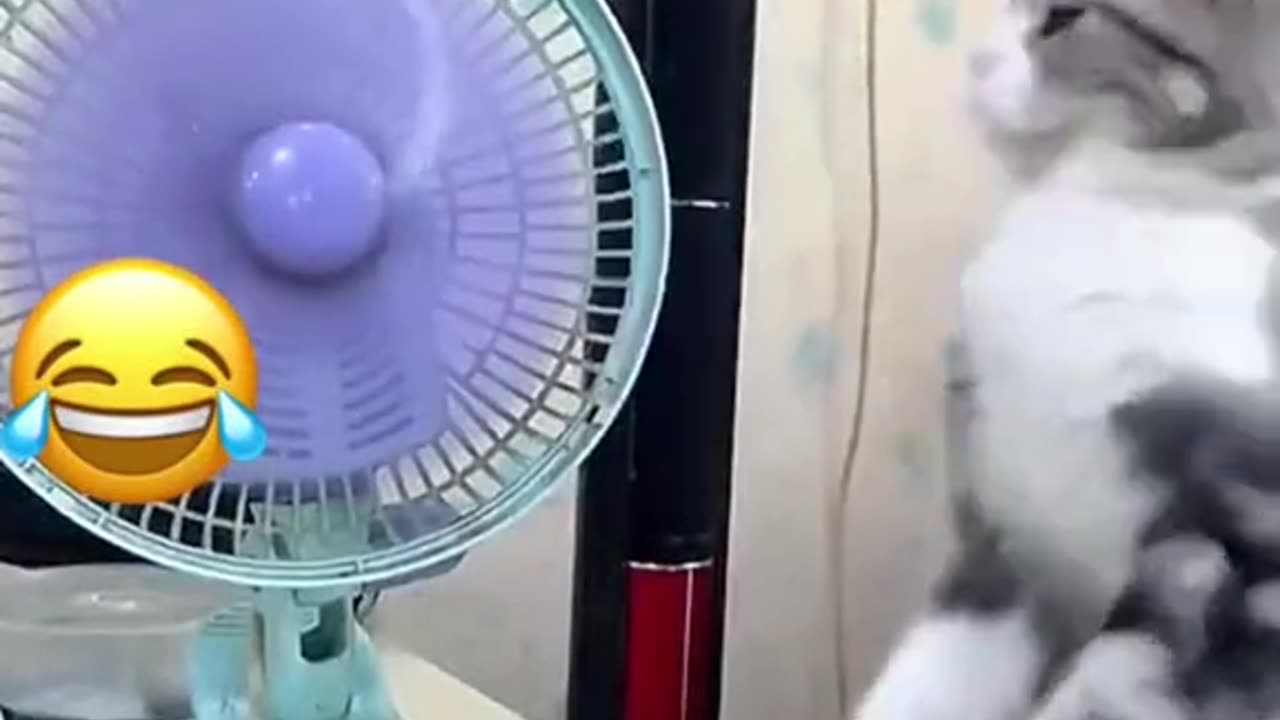 Funny cat video
