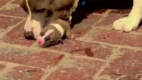 pit bull dog fight |cute puppy status #tik_tok #tiktok #short #dogshort #india #labrador dog #pitbul