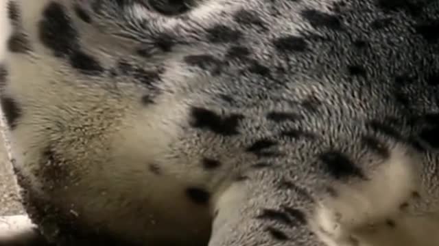 Cute Seals In lonely Planet