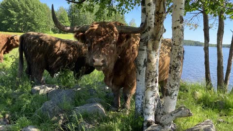 Bull's Midsummer cool off in a lake