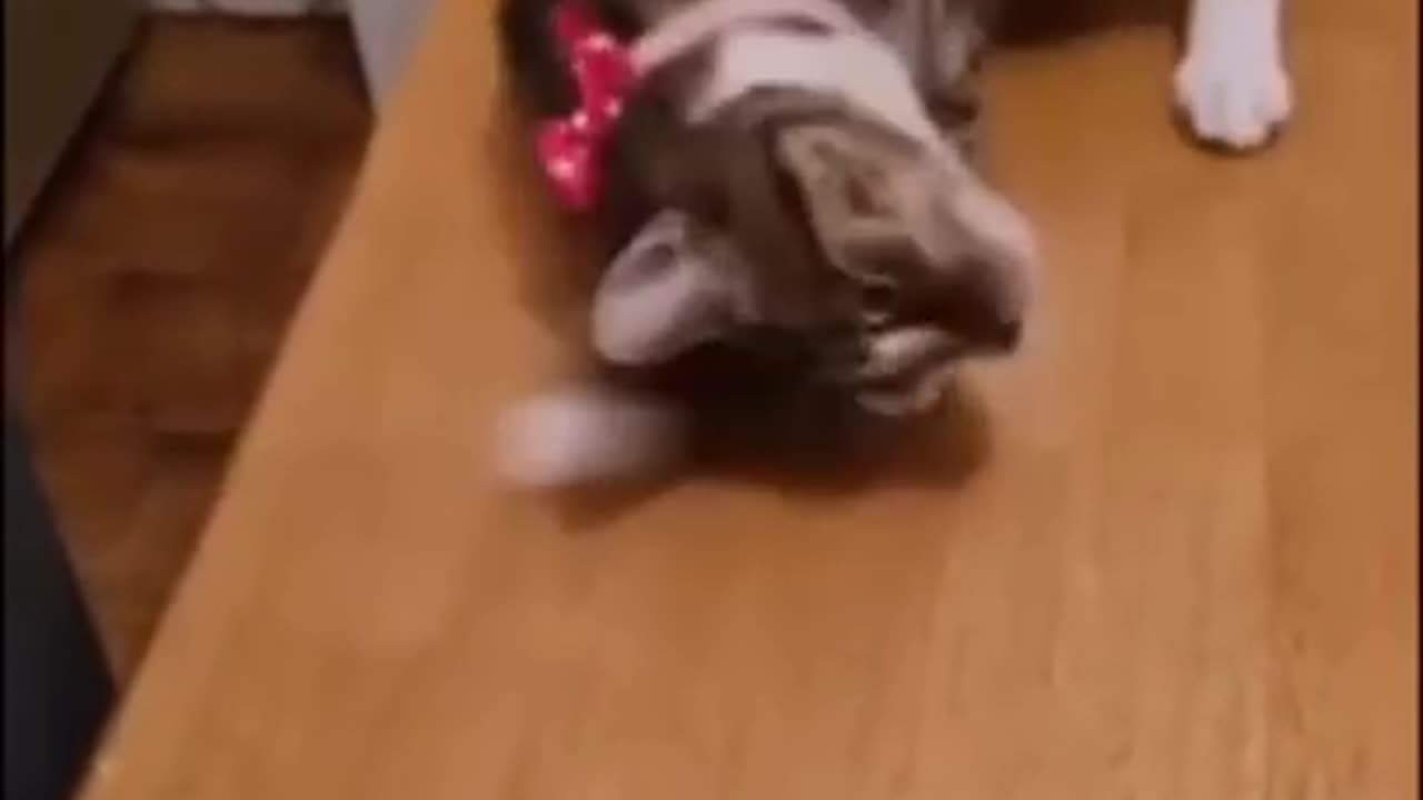 Funny Animal Shorts