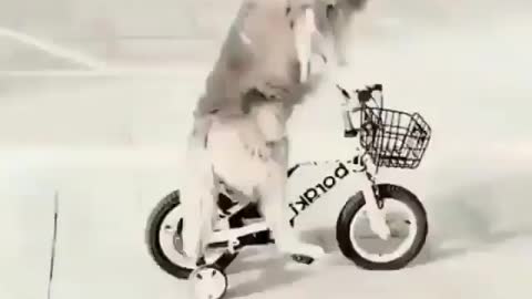 Dog funny cute