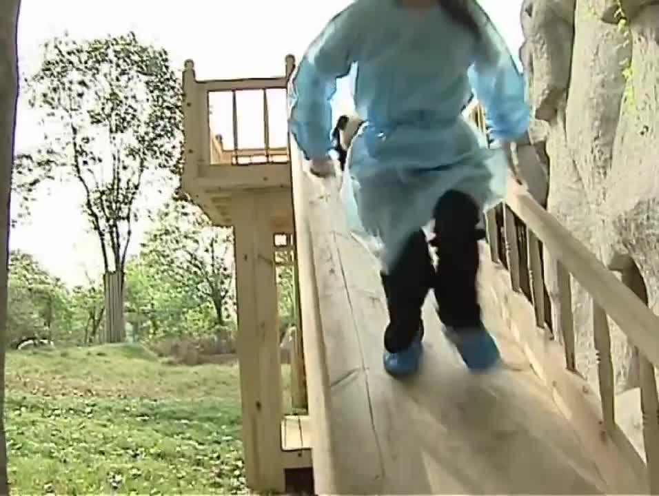 Cute pandas playing on the slide