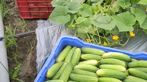 Farming of Kukumber in India