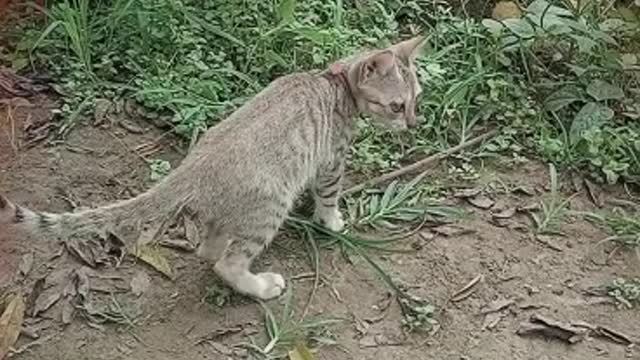 Cat and snack fighting