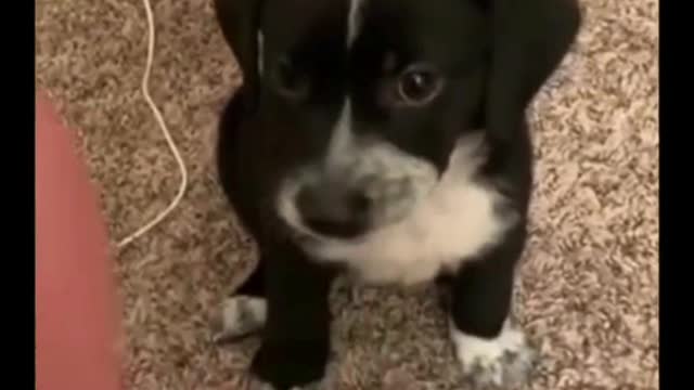 cute dog with cute activity