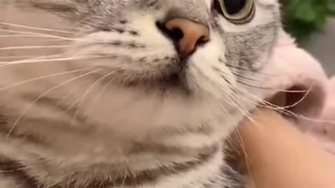 😂 Cute Cats and Funny Animals Compilation Try Not To Laugh Challenge 😂 #shorts